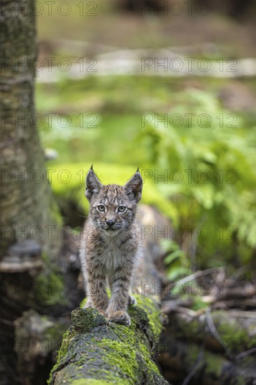 One young (10 weeks old) male Eurasian lynx, (Lynx lynx), crossing a creek, using a fallen tree as a natural bridge