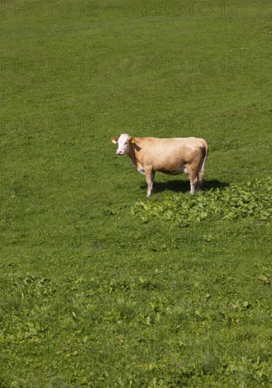 Cow in a meadow on the Alpbichlalm, Osterhorngruppe, Salzkammergut, Salzburg province, Austria, Europe