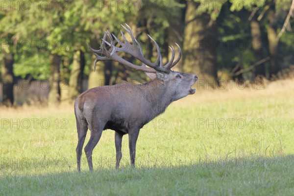 Red deer (Cervus elaphus) during the rutting season, a large stag roaring in a forest clearing, wildlife, Sauerland, North Rhine-Westphalia, Germany, Europe