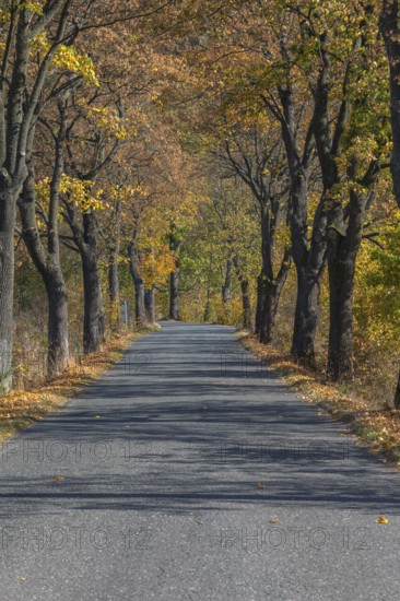 Alley of oak trees in autumn colors