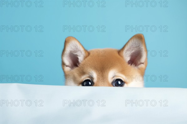 Cute Shiba Inu dog peeking up behind white cloth on blue background. KI generiert, generiert AI generated