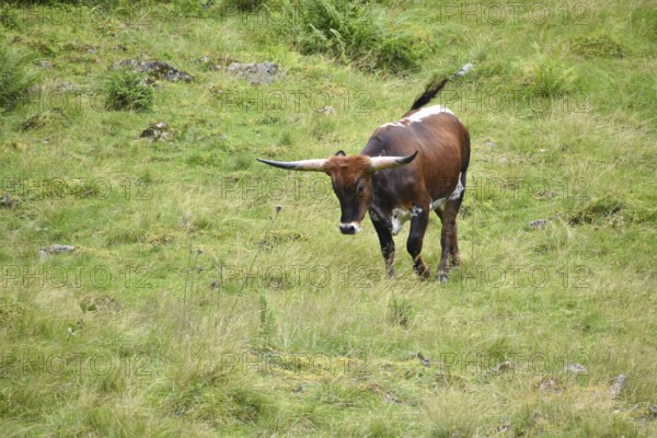 Texas Longhorn cattle on a mountain pasture near St. Nikolaus im Sölktal, Niedere Tauern, Styria, Austria, Europe