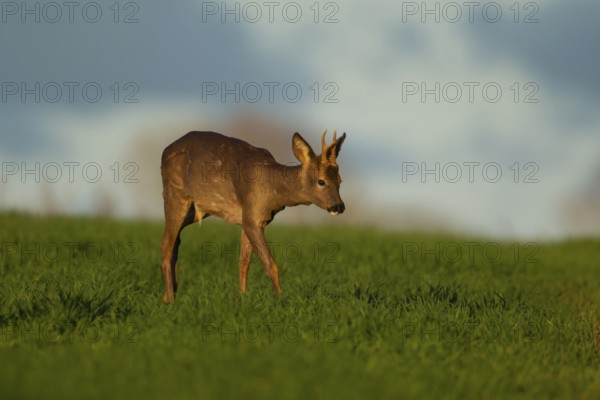 Roe deer (Capreolus capreolus) adult male buck walking through a springtime cereal crop, Suffolk, England, United Kingdom, Europe