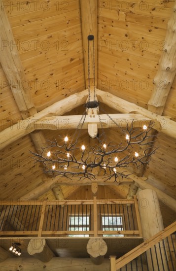 Knotty pine wood planks high cathedral ceiling with illuminated deer antlers chandelier, large bleached timber beams with tenon and mortise joints above living room inside handcrafted Eastern white pine Scandinavian log cabin home, Quebec, Canada, North America