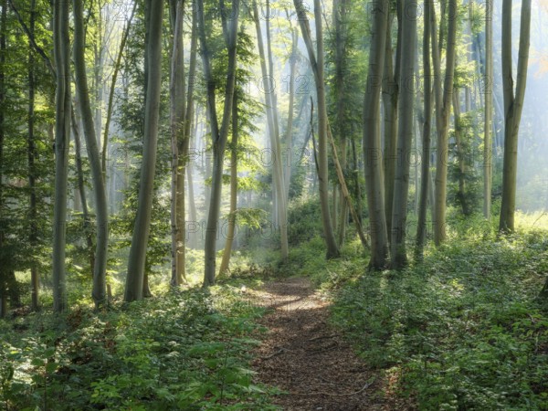 Hiking trail through natural green beech forest in the morning light, the sun shines through the morning mist, near Freyburg (Unstrut), Saxony-Anhalt, Germany, Europe
