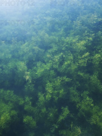Water plants in the Geiseltalsee, clear water, background picture, Braunsbedra, Saxony-Anhalt, Germany, Europe