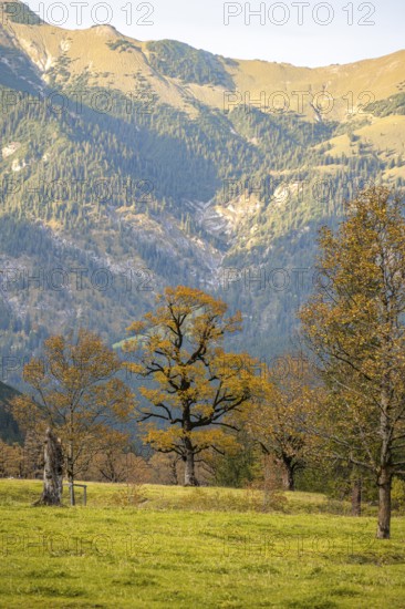 Maple trees with autumn leaves, autumn landscape in Rißtal, Großer Ahornboden, Engalpe, Eng, municipality of Hinterriß, Karwendel Mountains, Alpenpark Karwendel, Tyrol, Austria, Europe