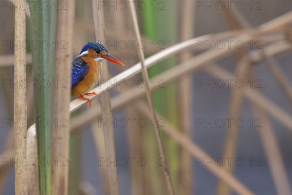 Crested Kingfisher, Corythohrnis cristatus, (Alcedo cristata), Kingfisher family, Malachite Kingfisher, Janjabureh boat trip, Janjabureh, South Bank, Gambia, Africa