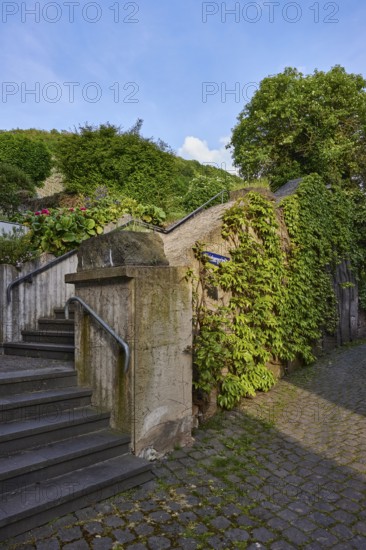 Alley, concrete wall, stairs, tree, three-leaved maiden vine (Parthenocissus tricuspidata), alleyway sign, Weinbergstraße, Mesenich, district of Cochem-Zell, Rhineland-Palatinate, Germany, Europe