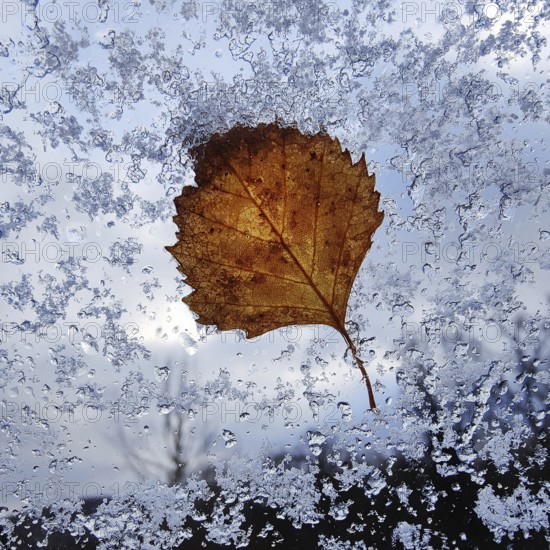 A translucent autumn leaf at the window with snow, autumn, Witten, Ruhr area, North Rhine-Westphalia, Germany, Europe