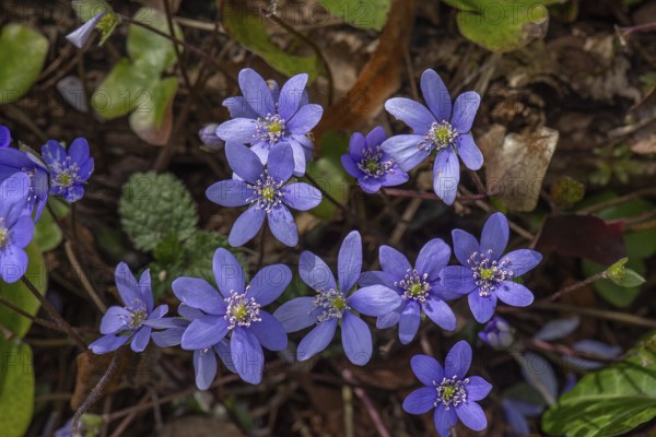 Liverwort (Hepatica nobilis), Bavaria, Germany, Europe