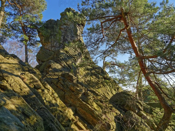 The Dörenther Cliffs, boulders and trees rooted into the rock, in the UNESCO Geopark TERRA.vita in the Teutoburg Forest. Osnabrück, Lower Saxony, Germany, Europe