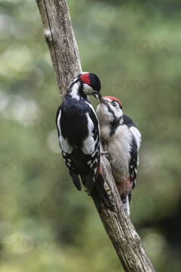 Great spotted woodpecker (Dendrocopos major) feeding young, Emsland, Lower Saxony, Germany, Europe
