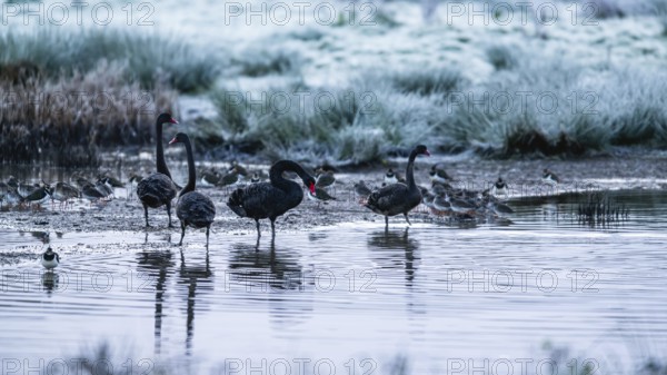 Black Swan, Cygnus atratus, birds on a winter marshes at dawn