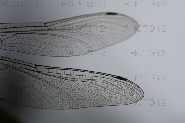 Southern hawker dragonfly (Aeshna cyanea) adult insect close up of a pair of wings in the summer, England, United Kingdom, Europe