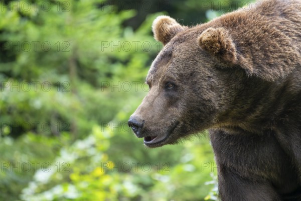 Brown bear (Ursus arctos) portrait, captive, Bavarian Forest National Park, Bavaria, Germany, Europe