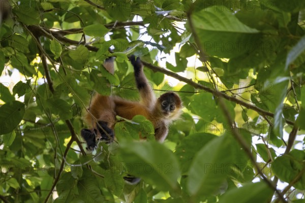 Geoffroy's spider monkey (Ateles geoffroyi) climbing a tree in the jungle, Tortuguero National Park, Costa Rica, Central America