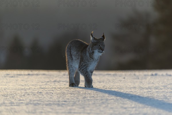 One young male Eurasian lynx, (Lynx lynx), walking over a snow covered meadow in backlight condition with a forest in the background in early morning light