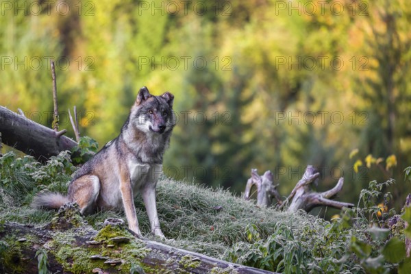 A Eurasian gray wolf (Canis lupus lupus) sits on a frosty morning on top of a hill, next to a rotting tree lying on the ground