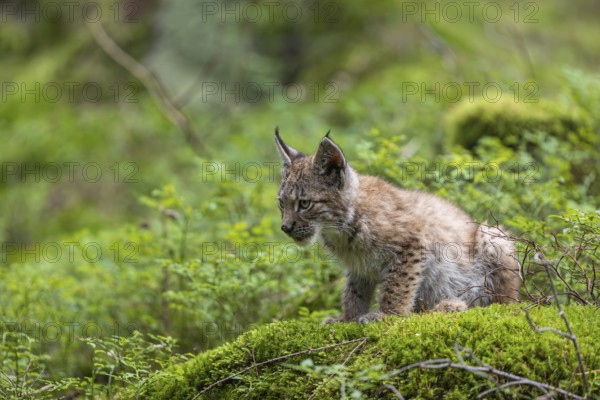 One young (10 weeks old) male Eurasian lynx, (Lynx lynx), resting on a mossy rock on the forest floor. Backlit condition