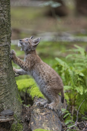 One young (10 weeks old) male Eurasian lynx, (Lynx lynx), standing erected with his front paws on the tree