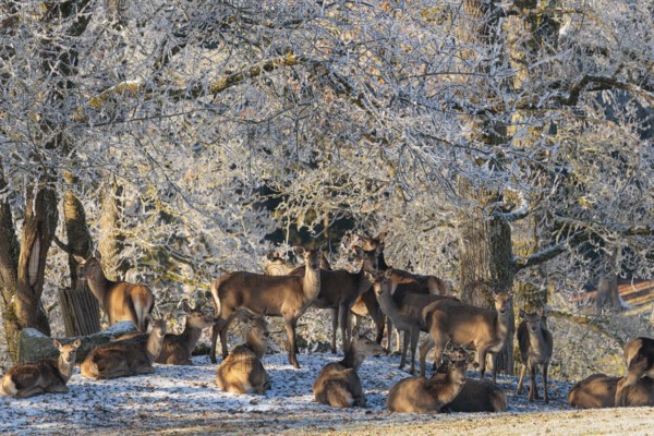 A herd of female red deer (Cervus elaphus) stands in a meadow covered in hoarfrost, with a forest covered in hoarfrost in the background