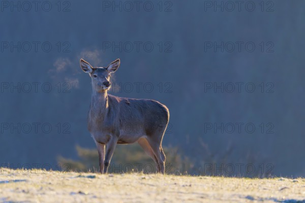 A female red deer (Cervus elaphus) stands in the first light of day on a meadow covered in hoar frost. Its breath condenses in the cold air. A forest can be seen in the background