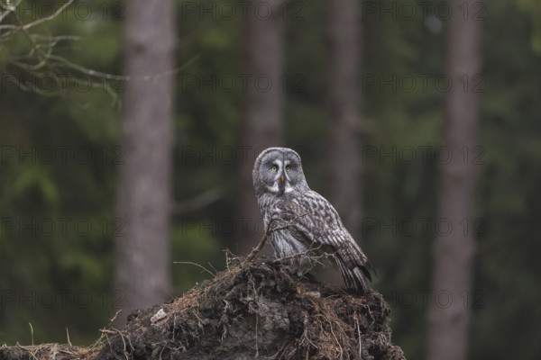 One great grey owl (Strix nebulosa) sitting on the root of a fallen spruce tree