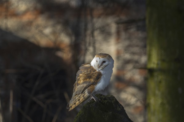 One barn owl (Tyto alba) sitting on top of a tree stump. Spotlight on the bird and a wall of a ruin in the background