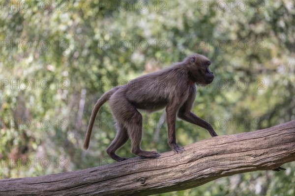 One female Gelada (Theropithecus gelada), or bleeding-heart monkey balancing on a log. A green forest in the distant background