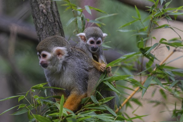 One female Central American squirrel monkey, Saimiri oerstedii, carrying her baby. Green vegetation around