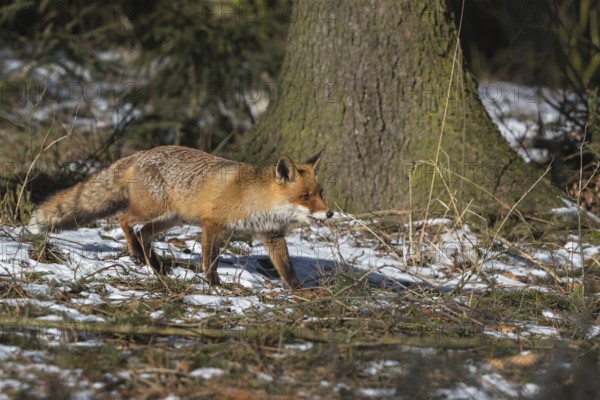 One red fox, Vulpes vulpes, running thru the undergrowth of a forest on a sunny day