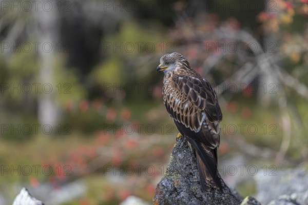 One Red kite, Milvus milvus, sitting on a stone in a field of stones in early morning light and an autumnal forest in the background