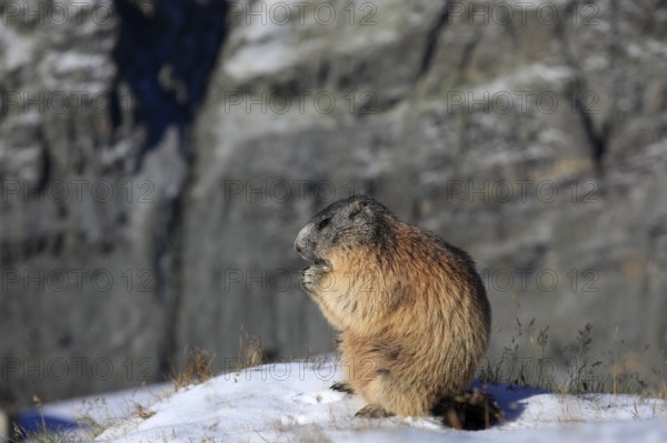 One adult Alpine Marmot, Marmota marmota, resting on a rock feeding on something. A mountain wall in the distant background