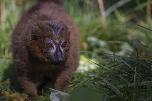 One red-bellied lemur (Eulemur rubriventer) sitting on grass, feeding on a leaf. Green vegetation in the background