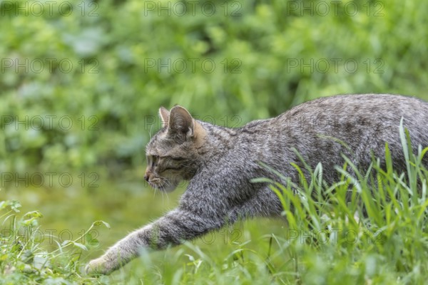 One young european wildcat, Felis silvestris silvestris, walking in green vegetation