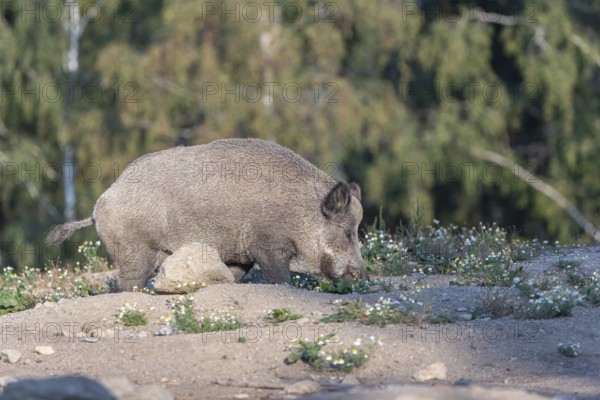 One adult wild boar or wild pig (Sus scrofa) walking over an opening with a green forest in the background