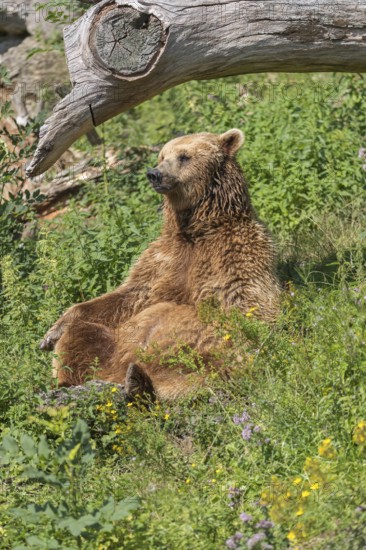 One eurasian brown bear (Ursus arctos arctos) sitting upright underneath a fallen tree and between green vegetation in sweet evening light