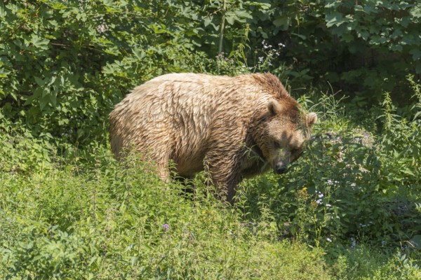 One eurasian brown bear (Ursus arctos arctos) walking over a meadow with green bushes in the background in sweet evening light