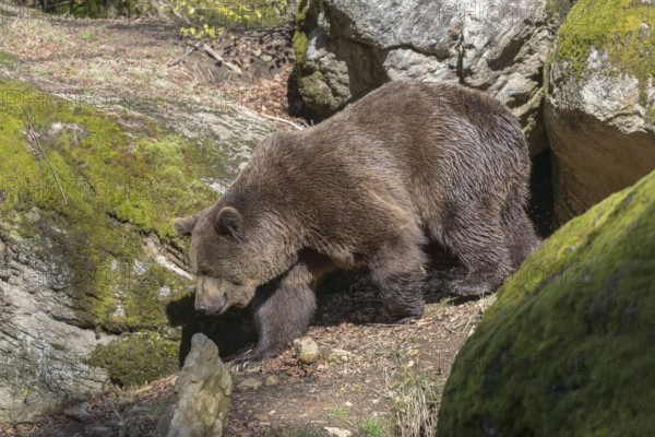One adult male eurasian brown bear (Ursus arctos arctos) walking between mossy rocks in bright sunlight
