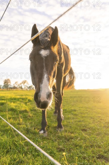 Close-up of a black horse in a meadow behind a fence, with bright morning sky, Gechingen, Black Forest, Germany, Europe