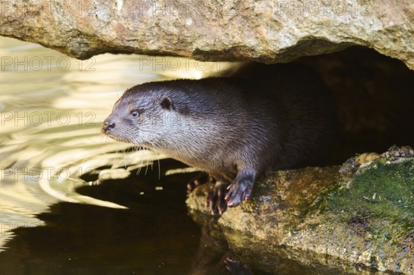 Eurasian otter (Lutra lutra) on the shore of a little lake in the bavarian forest, Bavaria, Germany, Europe