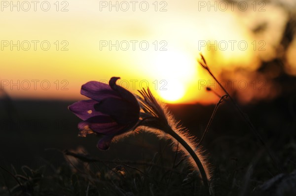 Silhouette of a Pasque flower (Pulsatilla vulgaris) in front of a colourful sunset, Upper Palatinate