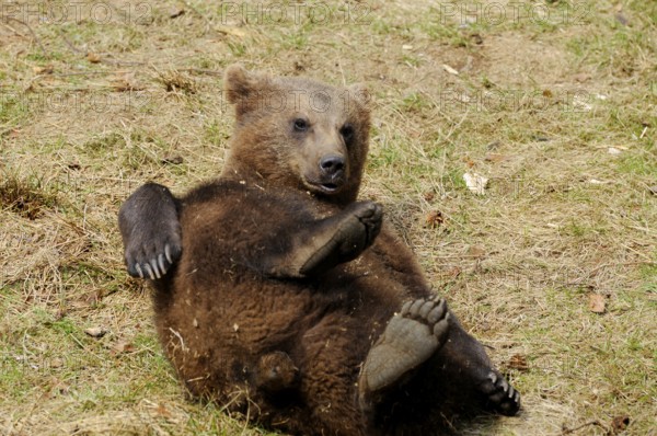 A bear cub lies playfully on the meadow, Eurasian brown bear (Ursus arctos arctos), Bavarian Forest National Park