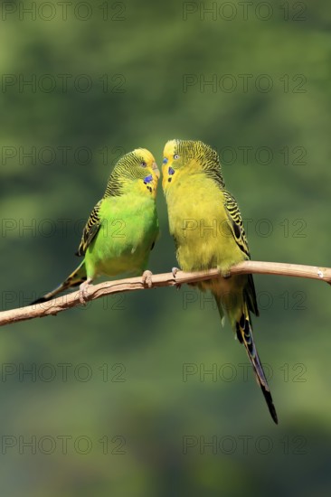 Budgerigar (Melopsittacus undulatus), adult, pair, male, female, two, in perch, courtship, social behaviour, Australia, Oceania
