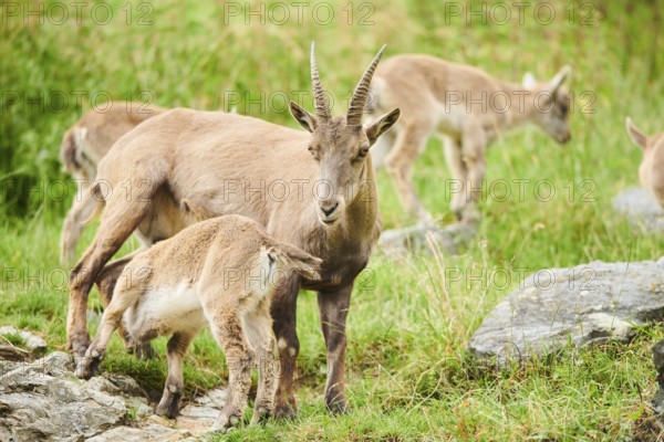 Alpine ibex (Capra ibex) mother with her youngster, wildlife Park Aurach near Kitzbuehl, Austria, Europe