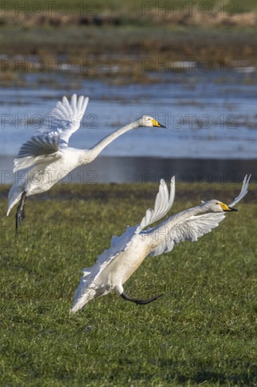 Whooper swans (Cygnus cygnus) landing, Emsland, Lower Saxony, Germany, Europe