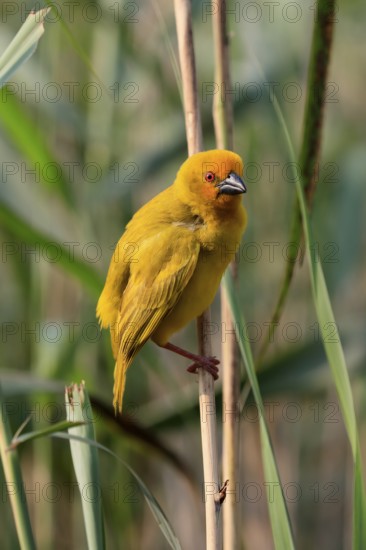 Eastern golden weaver (Ploceus subaureus), adult, male, auto-waiting, alert, Saint Lucia Estuary, Isimangaliso Wetland Park, Kwazulu Natal, South Africa, Africa
