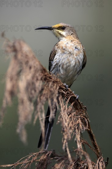 Cape Honeybird (Promerops cafer), adult, male, perch, Kirstenbosch Botanical Gardens, Cape Town, South Africa, Africa