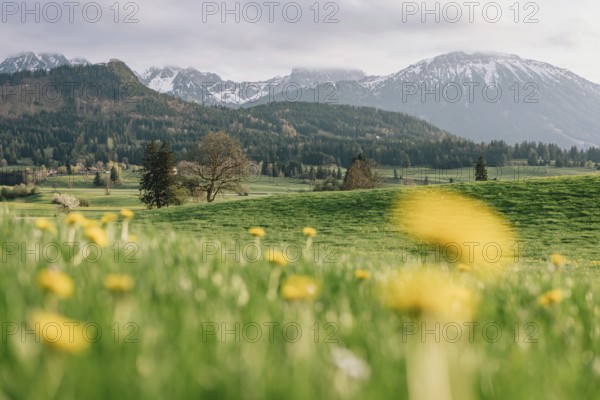 Dandelion in the Allgäu in front of the Alps and their beautiful mountains in Bavaria, Germany, Europe